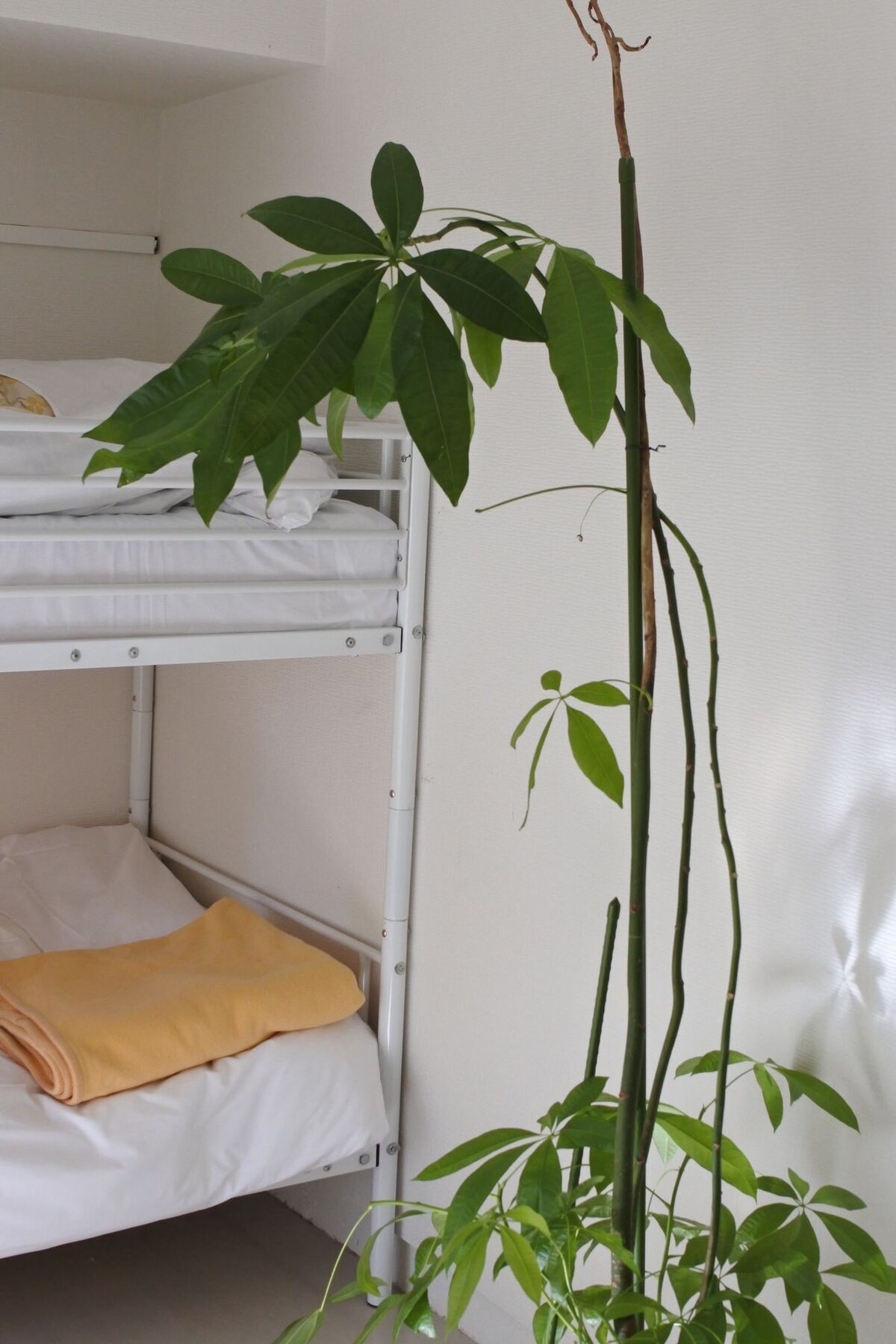 Kagoshima Guest House M104 - Hostel المظهر الخارجي الصورة